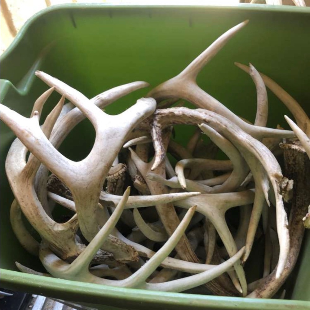4 LARGE ANTLERS - FREE SHIP!